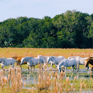 Bi&oacute;logo documenta cenas cotidianas para mostrar Pantanal real 