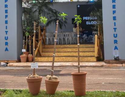 Prefeitura leva &agrave; Expogrande projeto de clonagem de figueiras hist&oacute;ricas