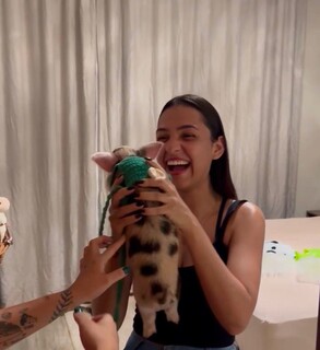 Porco tratado como rei &eacute; amigo de cachorro e passeia de coleira