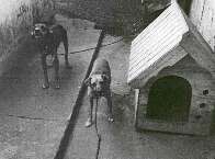 Justi&ccedil;a condena homem a tr&ecirc;s anos de pris&atilde;o por maus-tratos a c&atilde;es na Capital