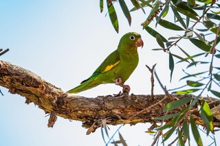 Argentino &eacute; preso com ave amea&ccedil;ada de extin&ccedil;&atilde;o em gaiola