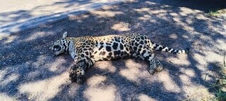 On&ccedil;a-pintada se arrasta e morre ap&oacute;s ser atropelada e abandonada na BR-262