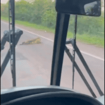 On&ccedil;a-pintada &eacute; encontrada morta ap&oacute;s atropelamento em rodovia