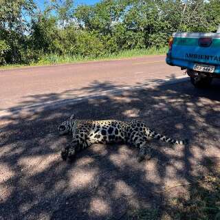 On&ccedil;a-pintada &eacute; encontrada morta ap&oacute;s atropelamento em rodovia