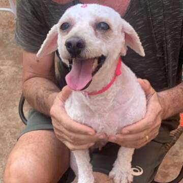 Lili desaparece no Rita Vieira e tutores pedem ajuda para encontr&aacute;-la