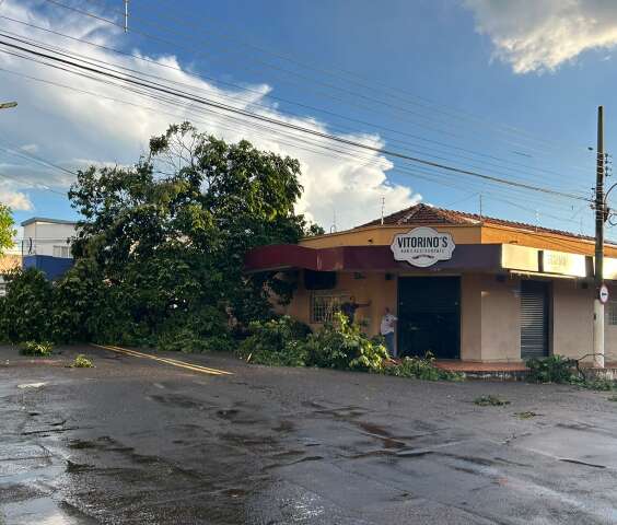 Vento arranca &aacute;rvore pela raiz e danifica marquise de bar da d&eacute;cada de 50 