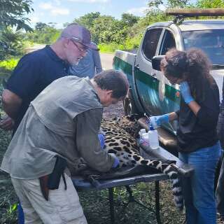 Ap&oacute;s morrer na rodovia, on&ccedil;a tem material gen&eacute;tico coletado para uso futuro