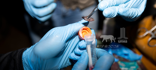 Ap&oacute;s morrer na rodovia, on&ccedil;a tem material gen&eacute;tico coletado para uso futuro