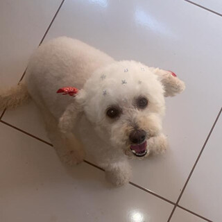 Lili desaparece no Rita Vieira e tutores pedem ajuda para encontr&aacute;-la