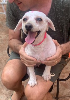 Lili desaparece no Rita Vieira e tutores pedem ajuda para encontr&aacute;-la