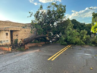 Vento arranca &aacute;rvore pela raiz e danifica marquise de bar da d&eacute;cada de 50 