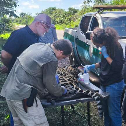 Ap&oacute;s morrer na rodovia, on&ccedil;a tem material gen&eacute;tico coletado para uso futuro