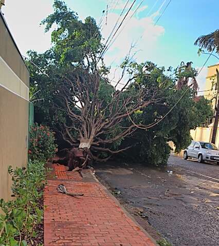 Chuva com ventos derruba &aacute;rvores e arranca telhado de casa em Campo Grande