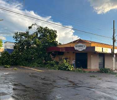 Vento arranca &aacute;rvore pela raiz e danifica marquise de bar da d&eacute;cada de 50 