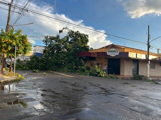 Vento arranca &aacute;rvore pela raiz e danifica marquise de bar da d&eacute;cada de 50 