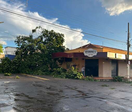 Vento arranca &aacute;rvore pela raiz e danifica marquise de bar da d&eacute;cada de 50 