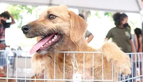 Campo Grande j&aacute; tem mais de mil animais microchipados e amplia controle 