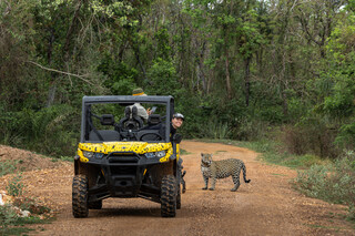 De predadora a estrela, on&ccedil;a viva rende at&eacute; 52 vezes mais ao turismo no Pantanal
