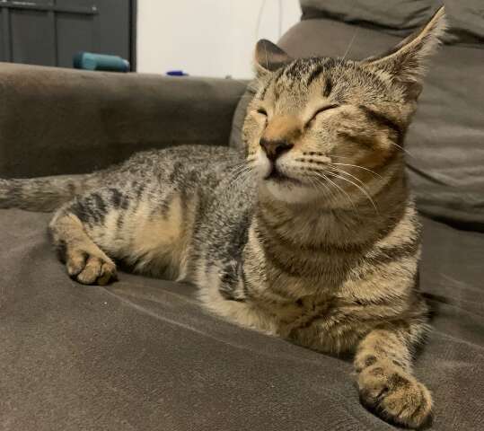 Família procura gatinho sem uma das patas, que desapareceu no Guanandi