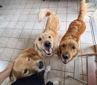 Novo pet em casa? Saiba como evitar conflitos e disputa entre eles