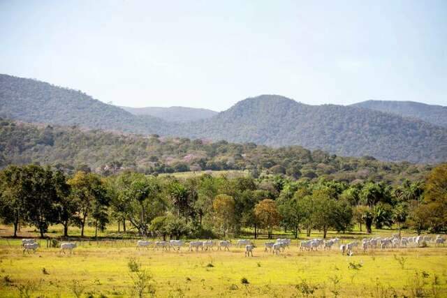 Ades&atilde;o ao programa que remunera a conserva&ccedil;&atilde;o do Pantanal segue at&eacute; dia 30