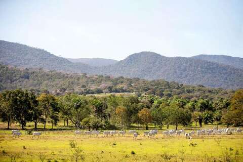 Ades&atilde;o ao programa que remunera a conserva&ccedil;&atilde;o do Pantanal segue at&eacute; dia 30