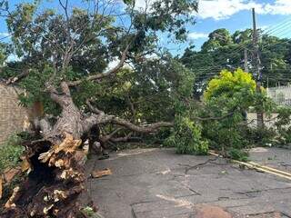 Ap&oacute;s temporal, &aacute;rvore ca&iacute;da mant&eacute;m rua interditada na Vila Gl&oacute;ria h&aacute; 16 horas