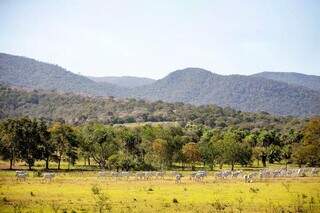 Ades&atilde;o ao programa que remunera a conserva&ccedil;&atilde;o do Pantanal segue at&eacute; dia 30