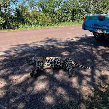 On&ccedil;a morta em MS reacende debate sobre projeto para reduzir massacre em rodovias