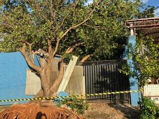 Moradores ficam presos em casa ap&oacute;s queda de &aacute;rvore na Ernesto Geisel