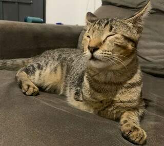 Fam&iacute;lia procura gatinho sem uma das patas, que desapareceu no Guanandi