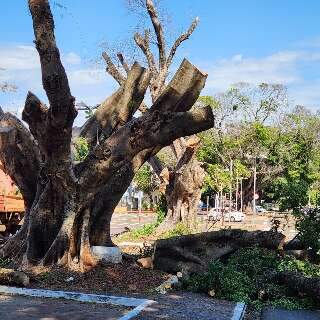 Duas figueiras centen&aacute;rias da Mato Grosso s&atilde;o removidas ap&oacute;s avalia&ccedil;&atilde;o t&eacute;cnica 