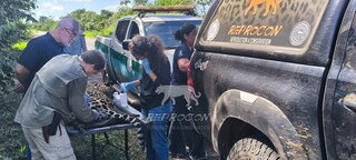 On&ccedil;a morta em MS reacende debate sobre projeto para reduzir massacre em rodovias