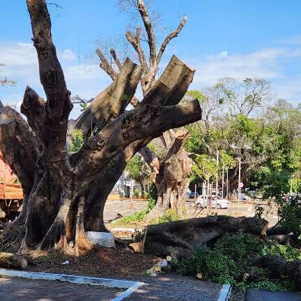 Duas figueiras centen&aacute;rias da Mato Grosso s&atilde;o removidas ap&oacute;s avalia&ccedil;&atilde;o t&eacute;cnica 