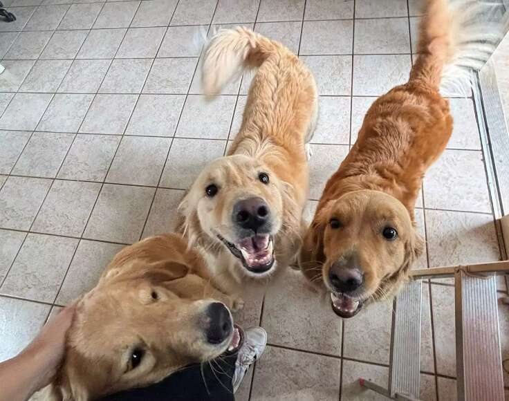 Novo pet em casa? Saiba como evitar conflitos e disputa entre eles