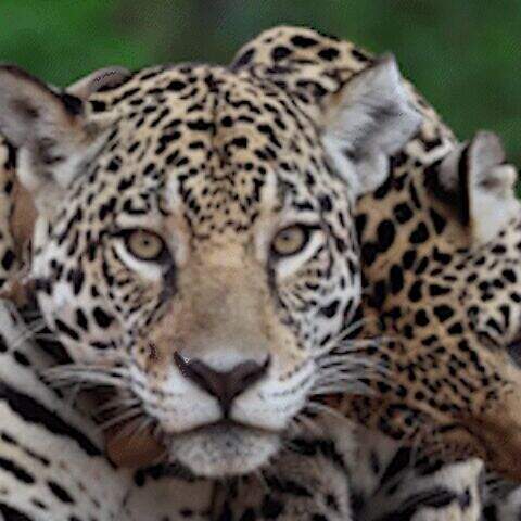 "De predadora a estrela, onça viva rende até 52 vezes mais ao turismo no Pantanal"