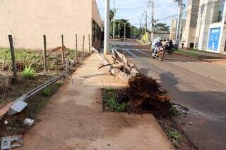 Ap&oacute;s temporal, &aacute;rvore ca&iacute;da mant&eacute;m rua interditada na Vila Gl&oacute;ria h&aacute; 16 horas