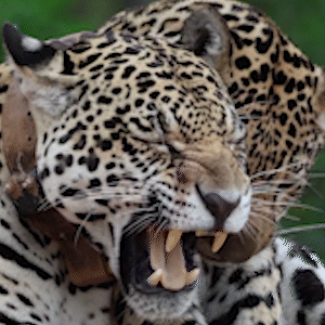 De predadora a estrela, on&ccedil;a viva rende at&eacute; 52 vezes mais ao turismo no Pantanal