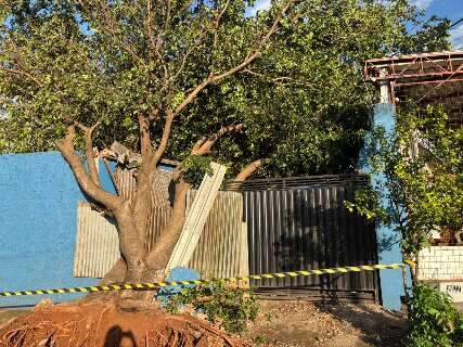 Moradores ficam presos em casa ap&oacute;s queda de &aacute;rvore na Av. Ernesto Geisel