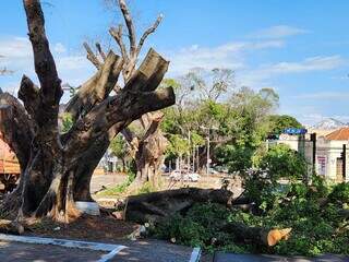 Duas figueiras centen&aacute;rias da Mato Grosso s&atilde;o removidas ap&oacute;s avalia&ccedil;&atilde;o t&eacute;cnica 