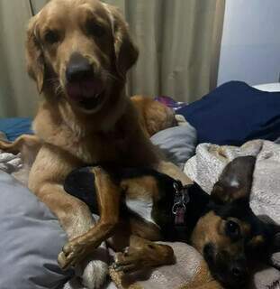 Novo pet em casa? Saiba como evitar conflitos e disputa entre eles