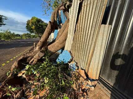 Moradores ficam presos em casa ap&oacute;s queda de &aacute;rvore na Ernesto Geisel