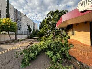 Ap&oacute;s temporal, &aacute;rvore ca&iacute;da mant&eacute;m rua interditada na Vila Gl&oacute;ria h&aacute; 16 horas