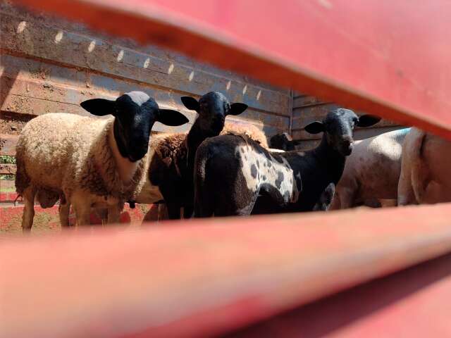 Campo Grande tem primeiro embarque de ovinos da agricultura familiar