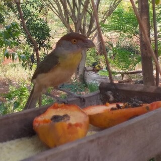 Obra de ponte &eacute; vista como amea&ccedil;a &agrave; &aacute;rea reflorestada e abre debate na Capital