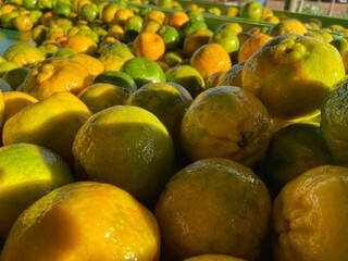 Com aumento de 8,33%, cenoura puxa alta no pre&ccedil;o da feira