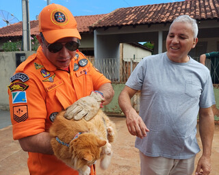 Gato entala em v&atilde;o de 10 cm entre muros e precisa ser socorrido por bombeiros
