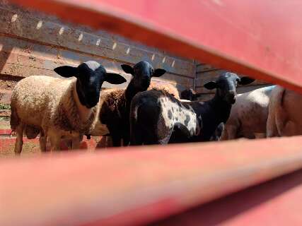 Campo Grande tem primeiro embarque de ovinos da agricultura familiar