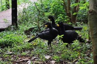 Obra de ponte &eacute; vista como amea&ccedil;a &agrave; &aacute;rea reflorestada e abre debate na Capital
