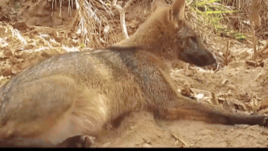 Em clima de feriado, animais aproveitam areia escavada por tatus para relaxar 